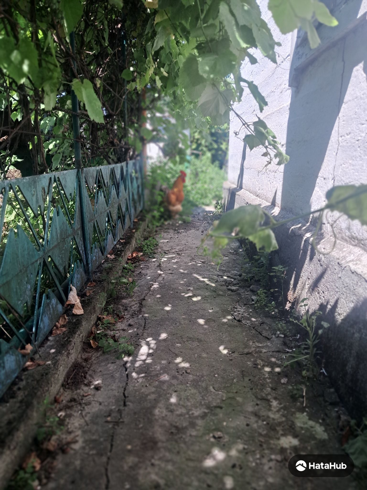Аренда часті дома с хозяйкой.парус атб., фото 5